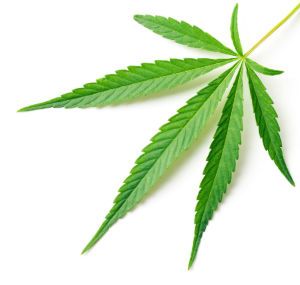 Cannabis Leaf